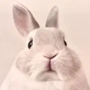 にゃんぽこら♡の画像