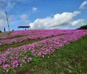 ゆゆの画像