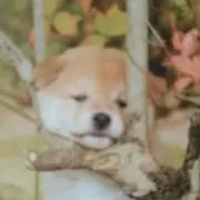 マーサ