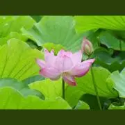 ご購入前にメッセージを下さい：naoの画像