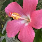 ramacoの画像
