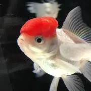 蛸-tako-