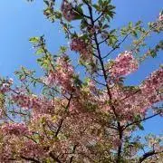 ma-の画像