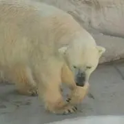 いちの画像