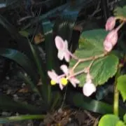 子ぶたの画像