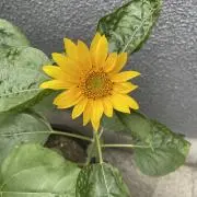 ちっち