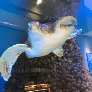 ワカシュンタ