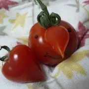 なみたん