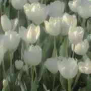 そな