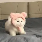 kk.の画像