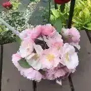 SYの画像
