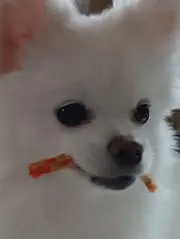 ASAの画像