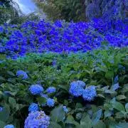 紫陽花の画像