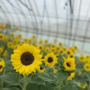 Na☆プロフご確認ください!!の画像