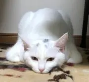 チトセ