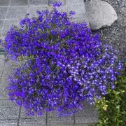 Miya-vic.の画像