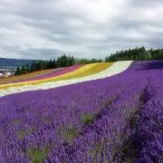 mamiの画像