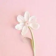 たにの画像