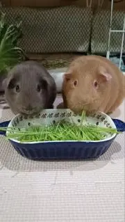 むずの画像