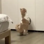 なつの画像