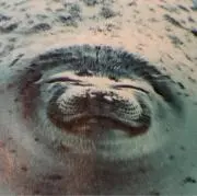 きのこの画像