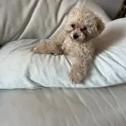 ちょこ