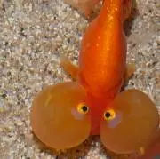 ぽよの画像