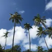 つんちゃんの画像