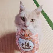 ルイスの画像