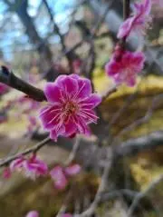 Kの画像