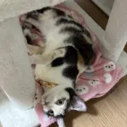 たのじ パキポ種2026販売開始しましたの画像