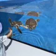 にほの画像