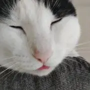 ともみ