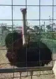 【8/17以降発送】グレゴリオの画像