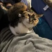 メカルリの画像