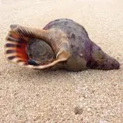 はなちょす