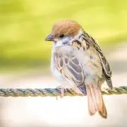 りむ