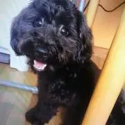 むちゃの画像