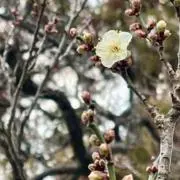 いーさーの画像