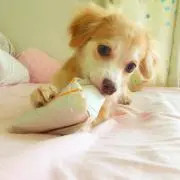 unnie