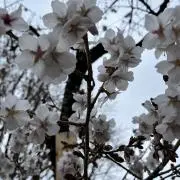 なめ猫
