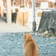 sakuraの画像