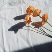 ぴーたんの画像