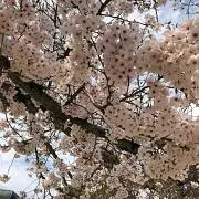 あやぴーの画像