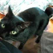 おざ