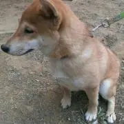 はる