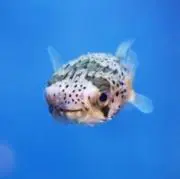 ハリセンボンの画像