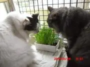 ふくるみ