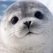 まっこりの画像