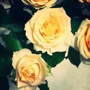 REIRAの画像